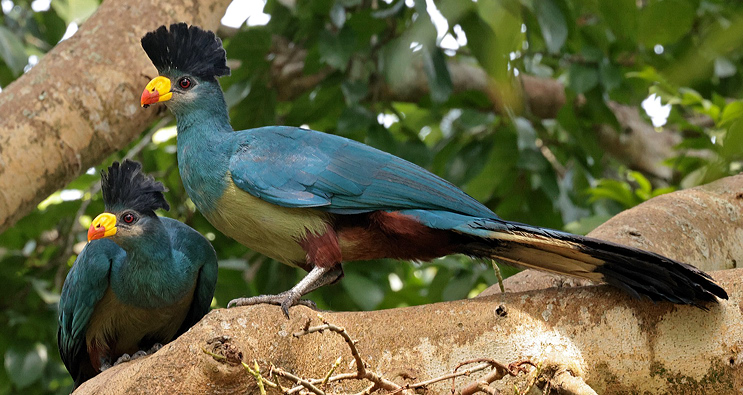 Turaco